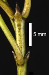 Image: D. Glenny, J. Cruickshank © Landcare Research 2014 